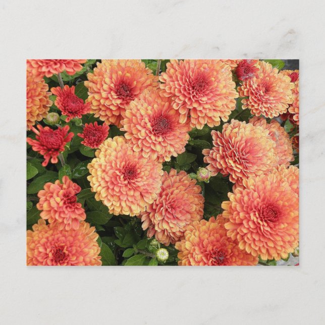 Salmon Colored Mums Postcard (Front)