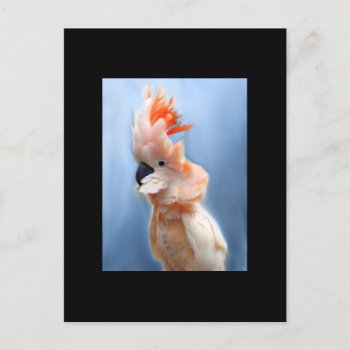 Salmon Crested Cockatoo Aceo Art Trading Card by jaisjewels at Zazzle
