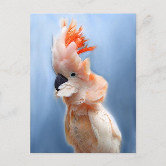 Salmon Crested Cockatoo Postcards (Front)