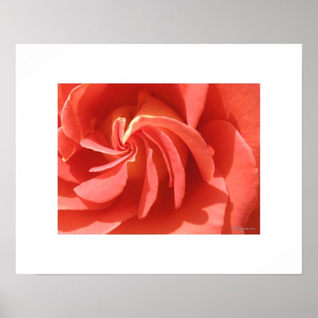 Salmon Enchanted Evening Rose Swirl Poster Print (Front)