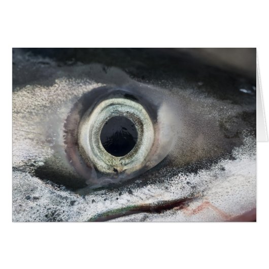 Salmon Eye Cards (Front Horizontal)