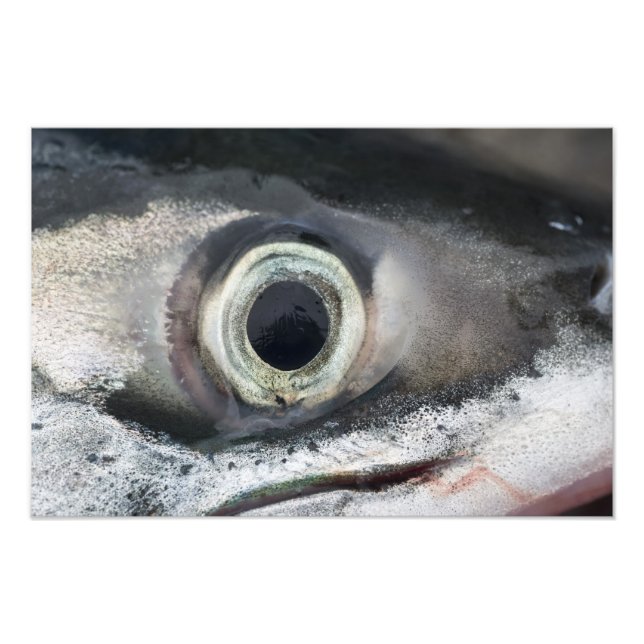 Salmon Eye Photo Print (Front)