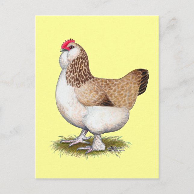 Salmon Faverolle Hen Postcard (Front)