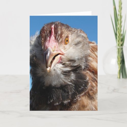 Salmon Faverolle Pullet Birthday Card