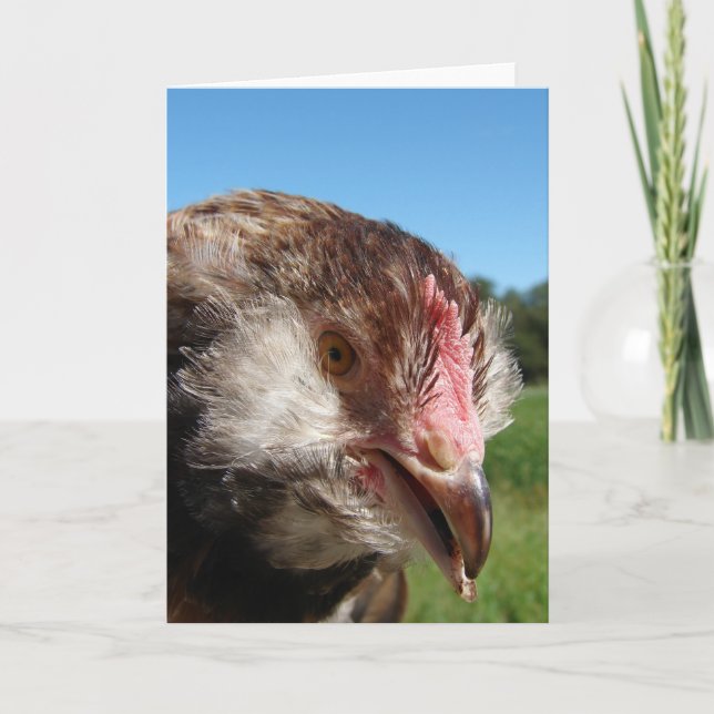 Salmon Faverolle Pullet Card (Front)