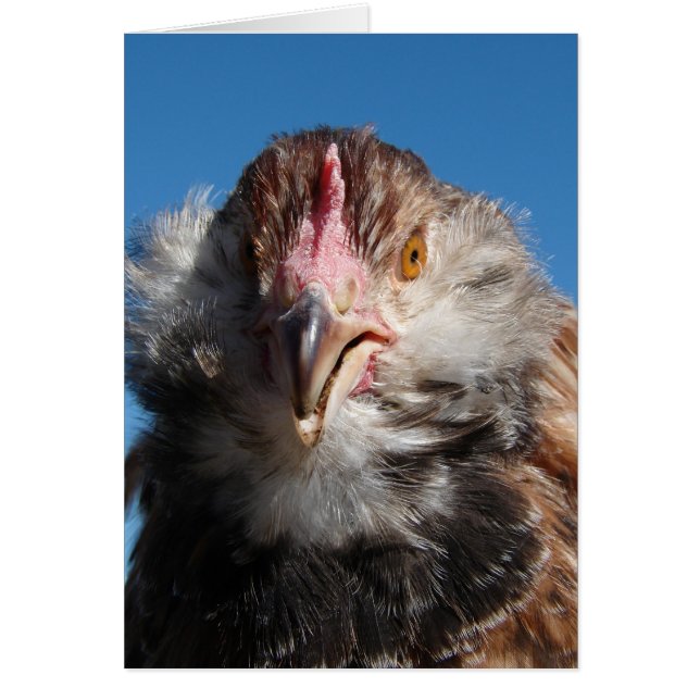Salmon Faverolle Pullet Cards (Front)