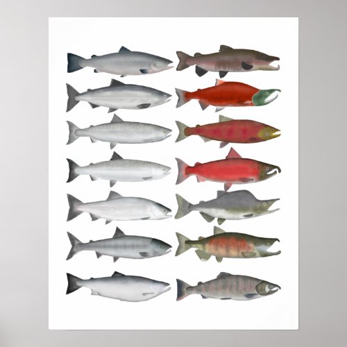 Salmon Group Poster