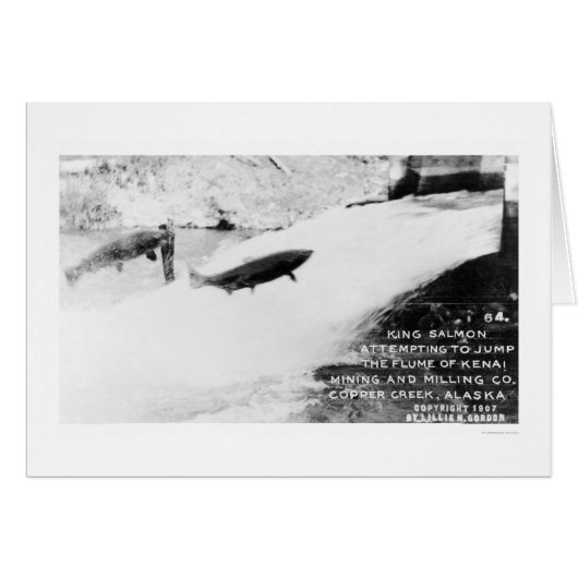 Salmon Jumping Alaska 1907 Cards (Front Horizontal)