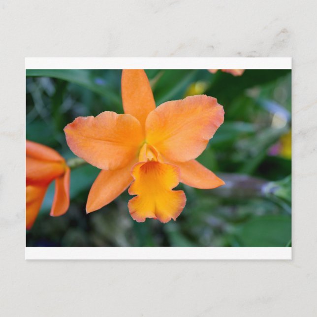Salmon Orchid Postcard (Front)