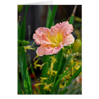 Salmon Ruffled Day Lily Cards