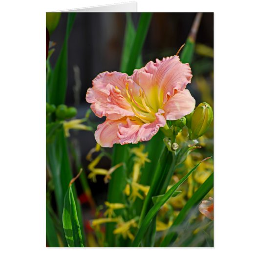 Salmon Ruffled Day Lily Cards (Front)