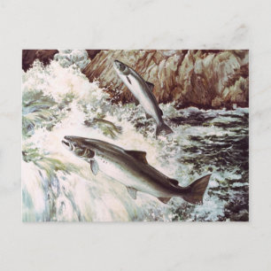 salmon run postcard