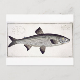 Salmon (Salmo Maraena) plate XXVII from 'Ichthyolo Postcard