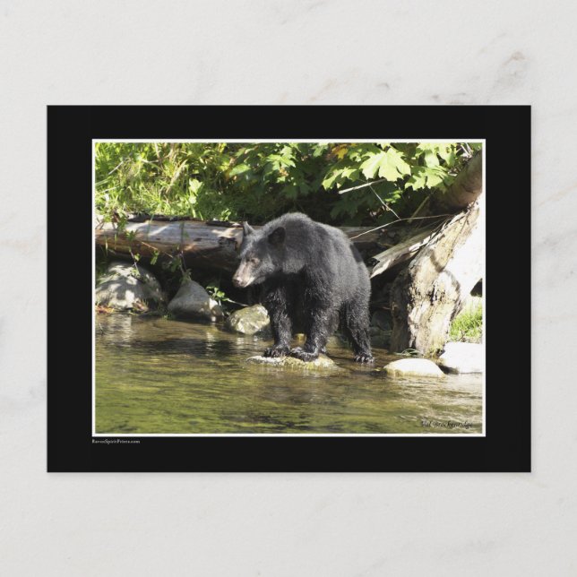 "Salmon Spotting" Black Bear Gifts Postcard (Front)