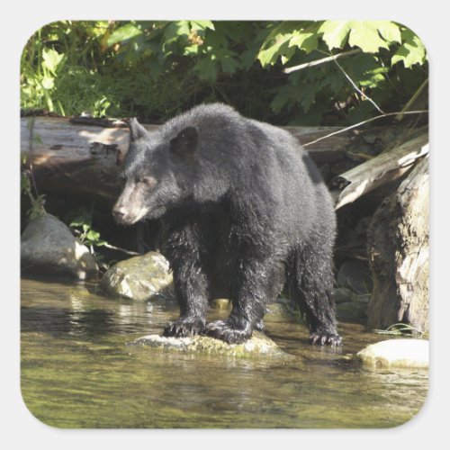 Salmon Spotting Black Bear Wildlife Stickers