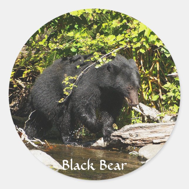 "Salmon Spotting" Black Bear Wildlife Stickers (Front)