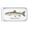 Salmon Trout Fish