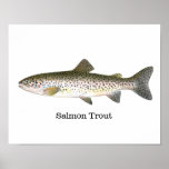 Salmon Trout Fish Poster at Zazzle