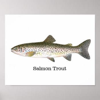 Salmon Trout Fish Poster by fishshop at Zazzle
