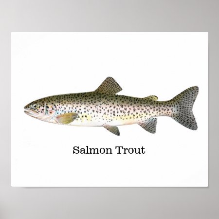 Salmon Trout Fish Poster