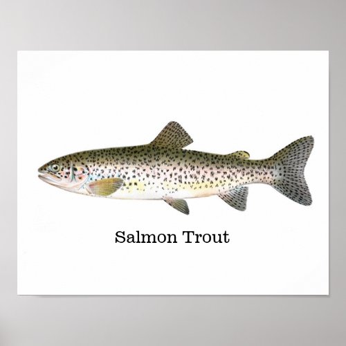 Salmon Trout Fish Poster