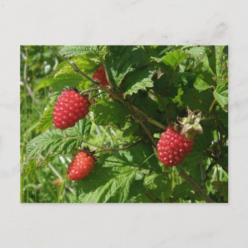 Salmonberries on Unalaska Island Postcard