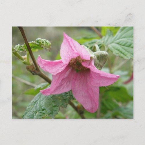 Salmonberry Blossom Unalaska Island Postcard