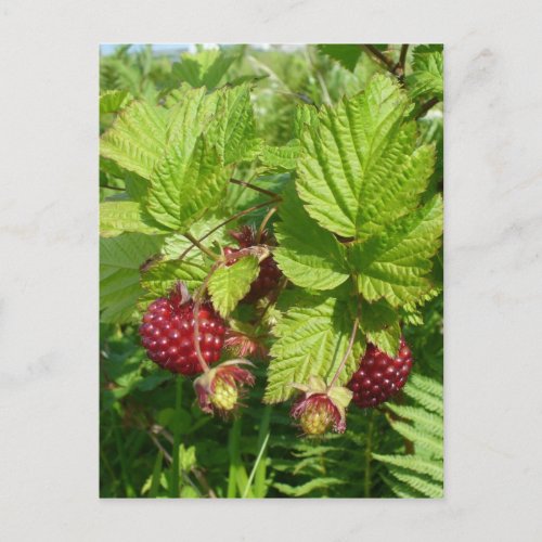 Salmonberry on Unalaska Island Postcard