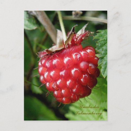 Salmonberry Unalaska Island Postcard