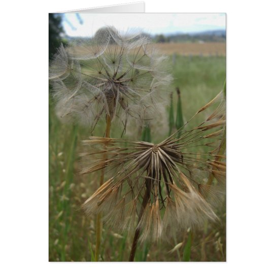 Salsify Seeds in Field Cards