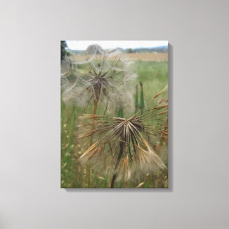 Salsify Seeds in Field Wrapped Canvas Print