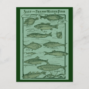Salt and Fresh Water Fish Chart Postcard