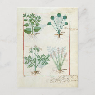 Salt Bush and Anthora Absinthium and Cardamom Postcard