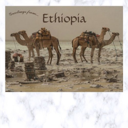 Salt Harvesting With Four Camels in Ethiopia Postcard