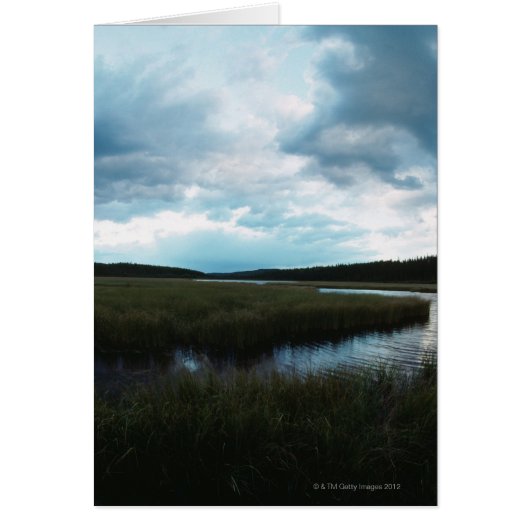 Salt marsh cards (Front)