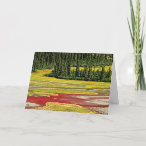 Salt Plain  Forest  Wood Buffalo National Park Card