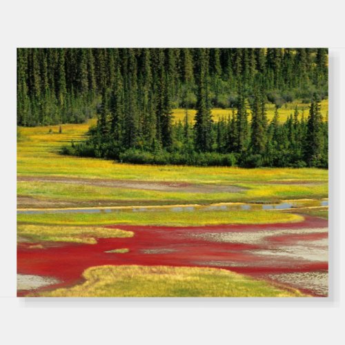 Salt Plain  Forest  Wood Buffalo National Park Foam Board