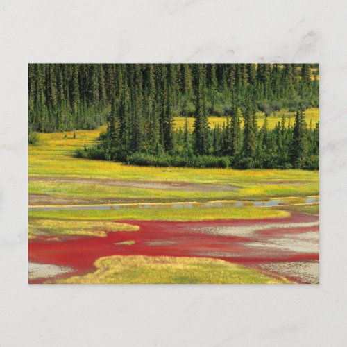 Salt Plain  Forest  Wood Buffalo National Park Postcard