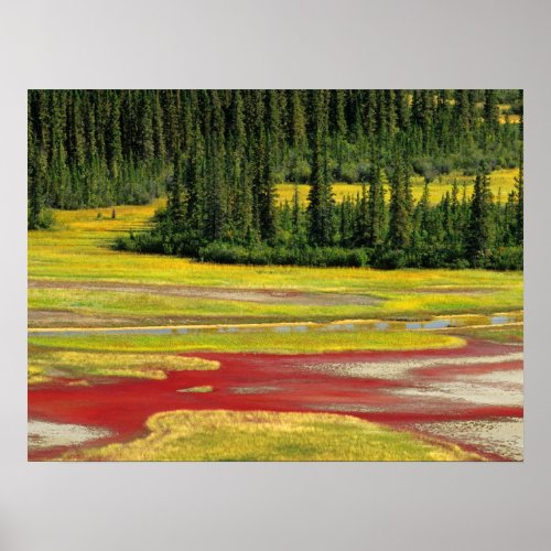 Salt Plain  Forest  Wood Buffalo National Park Poster