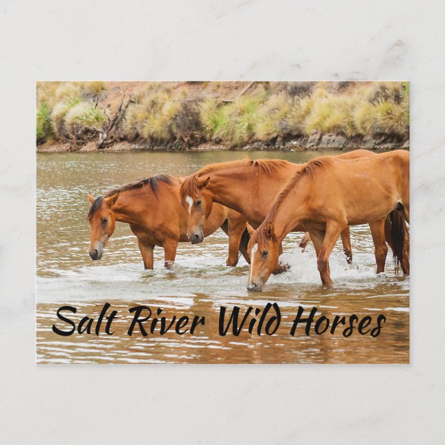 Salt River Wild Horses Postcard (Front)