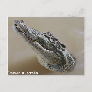 Salt Water Crocodile Darwin Postcard