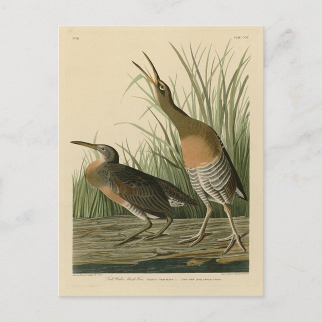 Salt Water Marsh Hen - Audubon's Birds of America Postcard (Front)