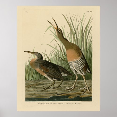 Salt Water Marsh Hen _ Audubons Birds of America Poster