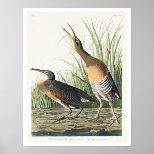 Salt Water Marsh Hen by Audubon Poster
