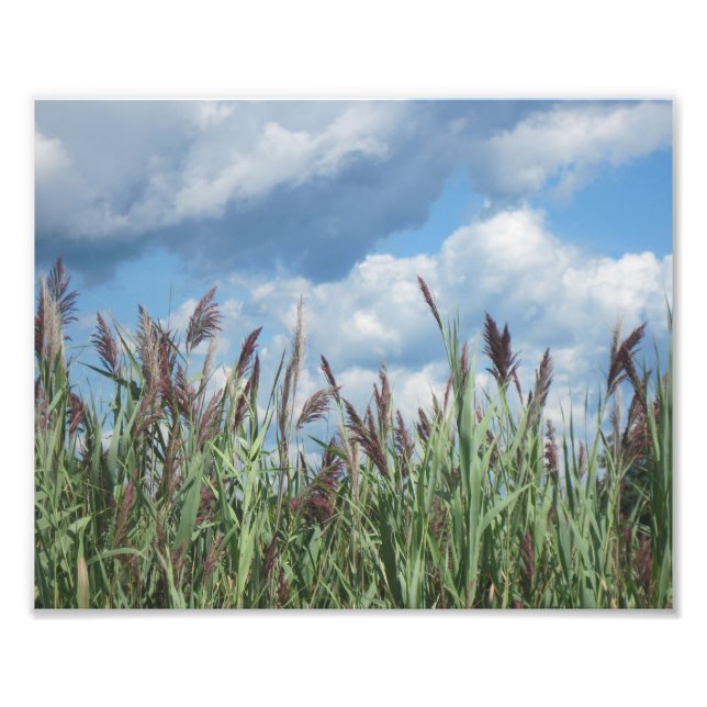 Salt Water Marsh Photo Print (Front)