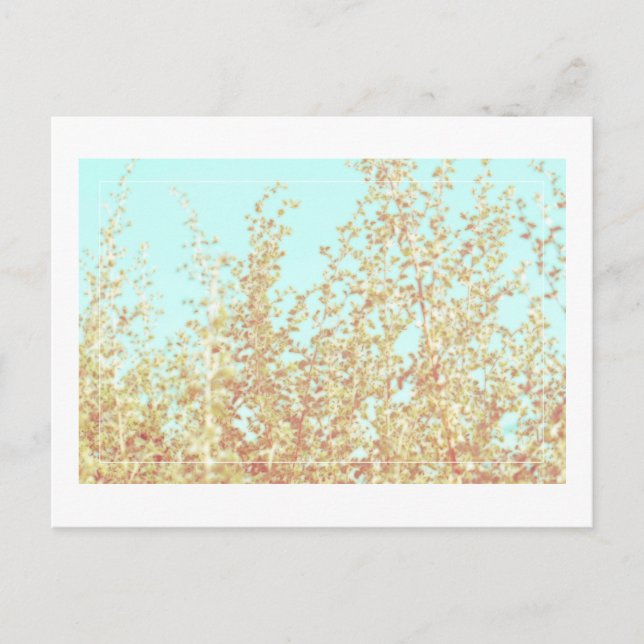 Saltbush Leaves Sky Frame Minimalistic Postcard (Front)