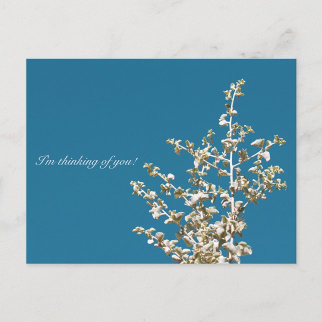 Saltbush Leaves Sky I'm thinking of you Postcard (Front)