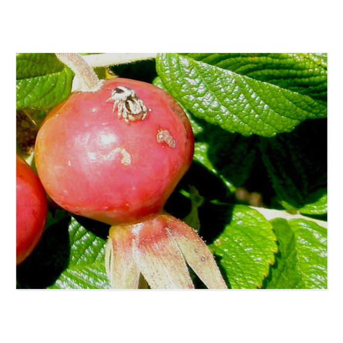 Salticid Jumping Spider on Beach Rose Hips Post Card