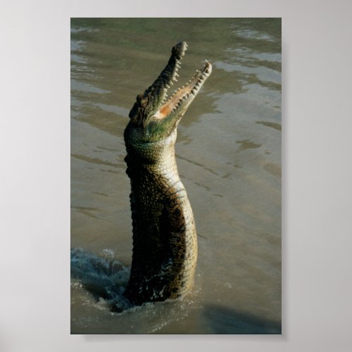 Saltwater Croc Poster