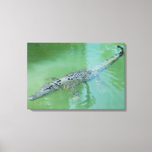 Saltwater Crocodile Canvas Print